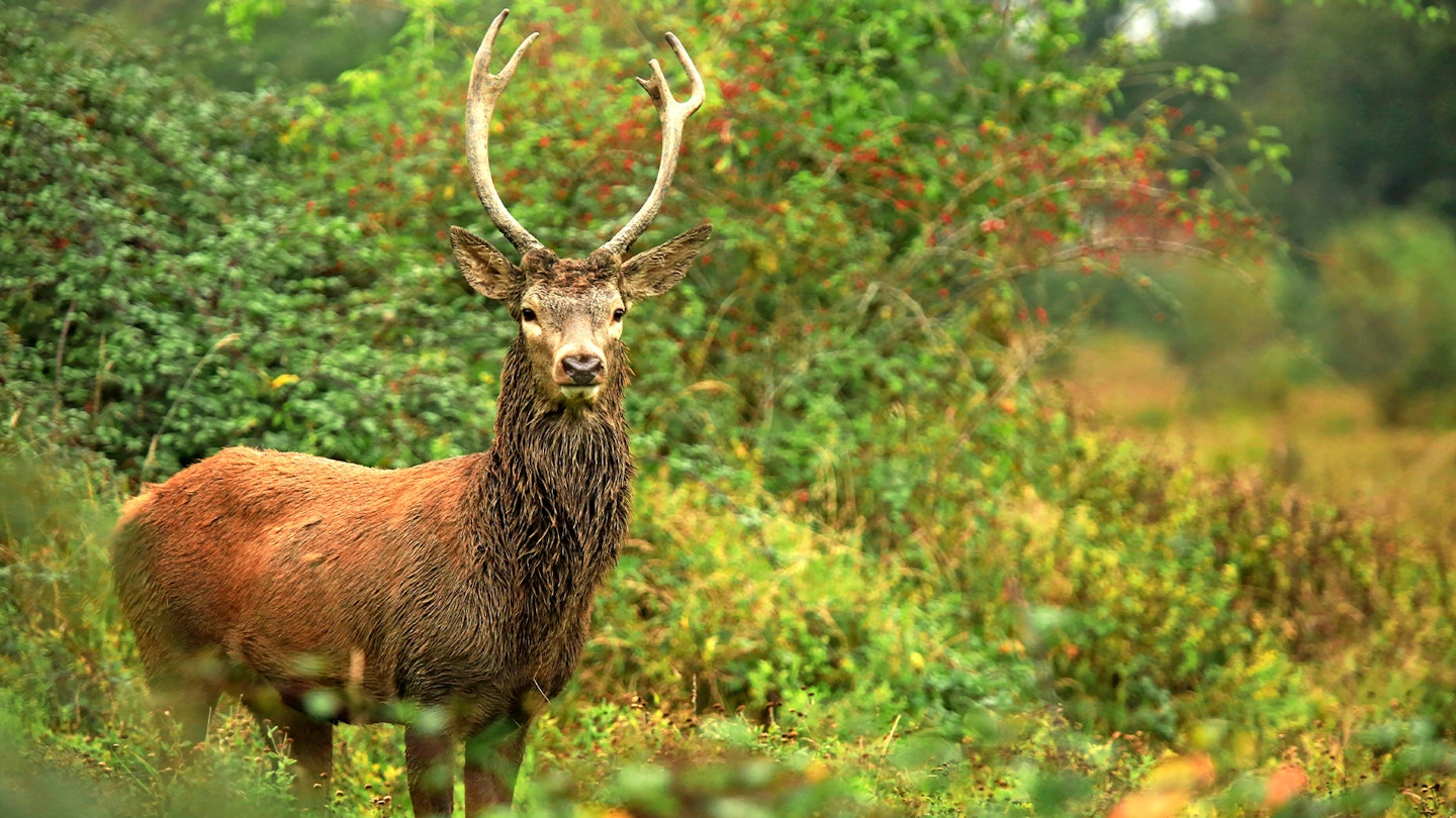 Red Deer Stag West Sussex Knepp Estate