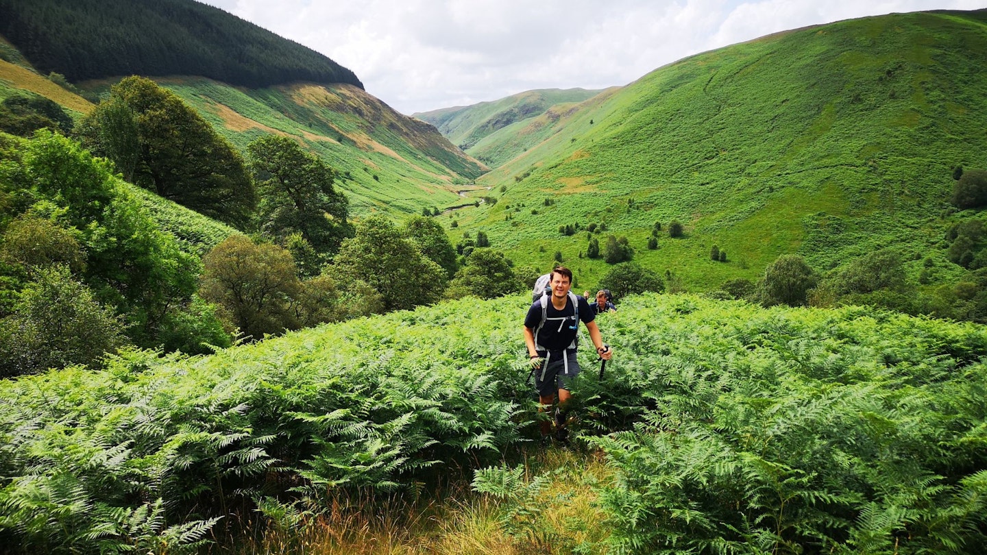 Bracken Forest in Elenydd, Cambrian Mountains, Wales