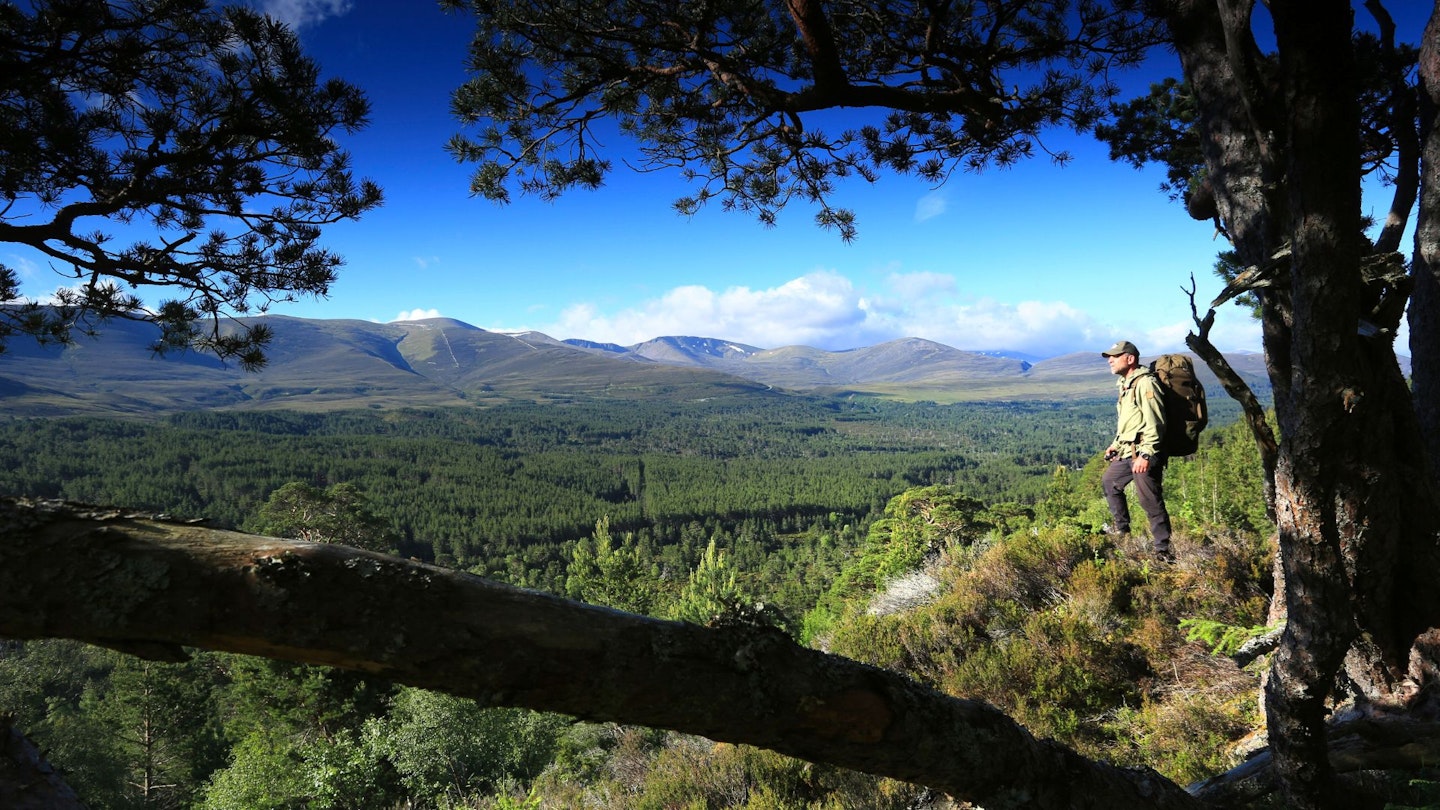 Scot_s Pines looking over to the northern Cairngorms on Meall a Bhuachaille Cairngorm National Park Caledonian Pine Forest