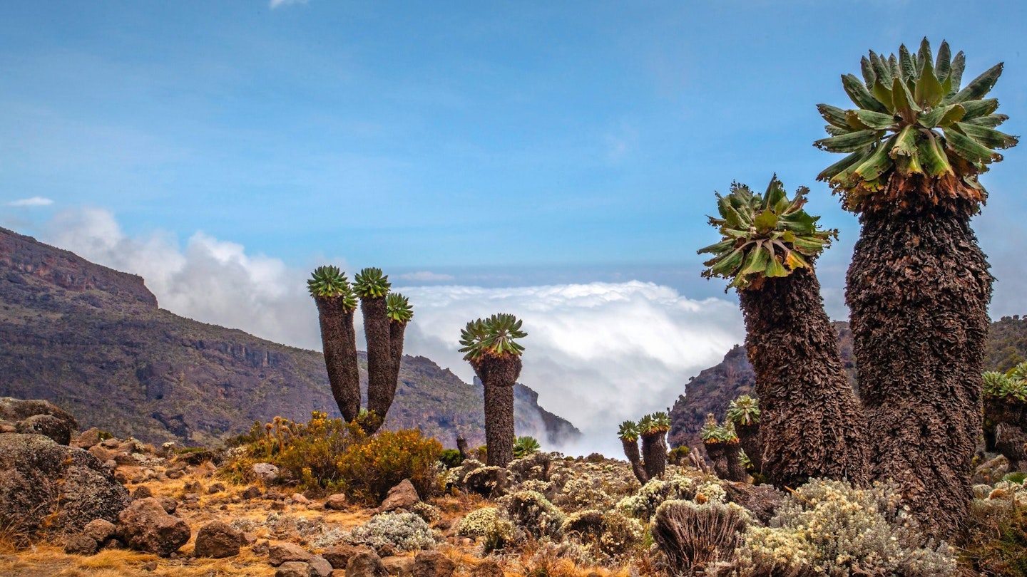 View from the hike up Mount Kilimanjaro