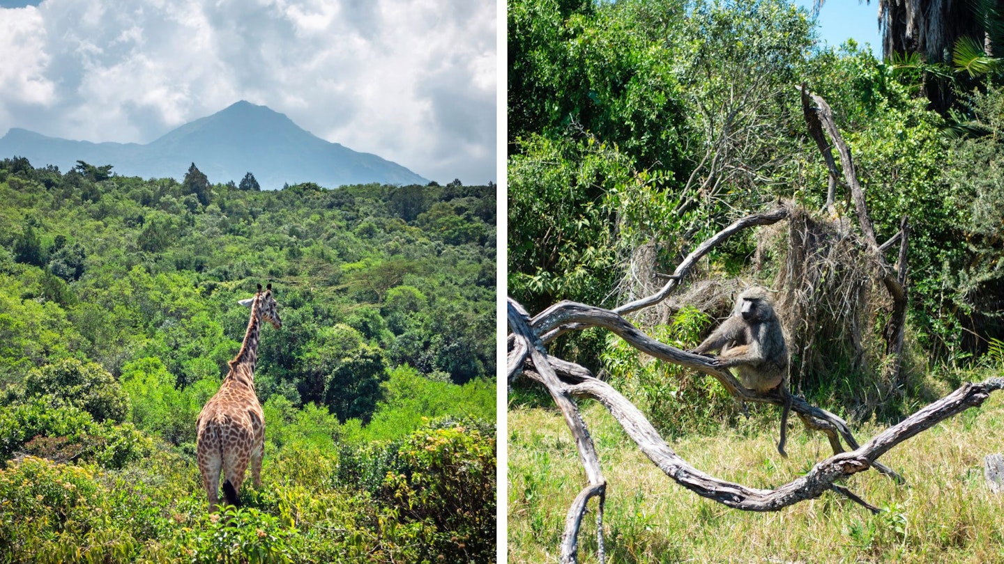 The wildlife near Mount Meru