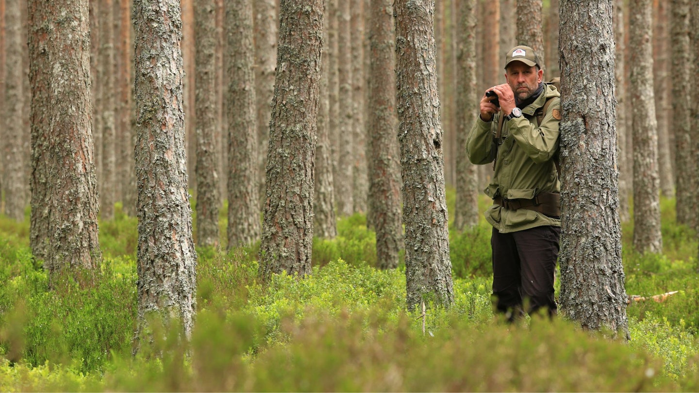 Scot_s Pine Queen_s Forest Cairngorm National Park Caledonian Pine Forest