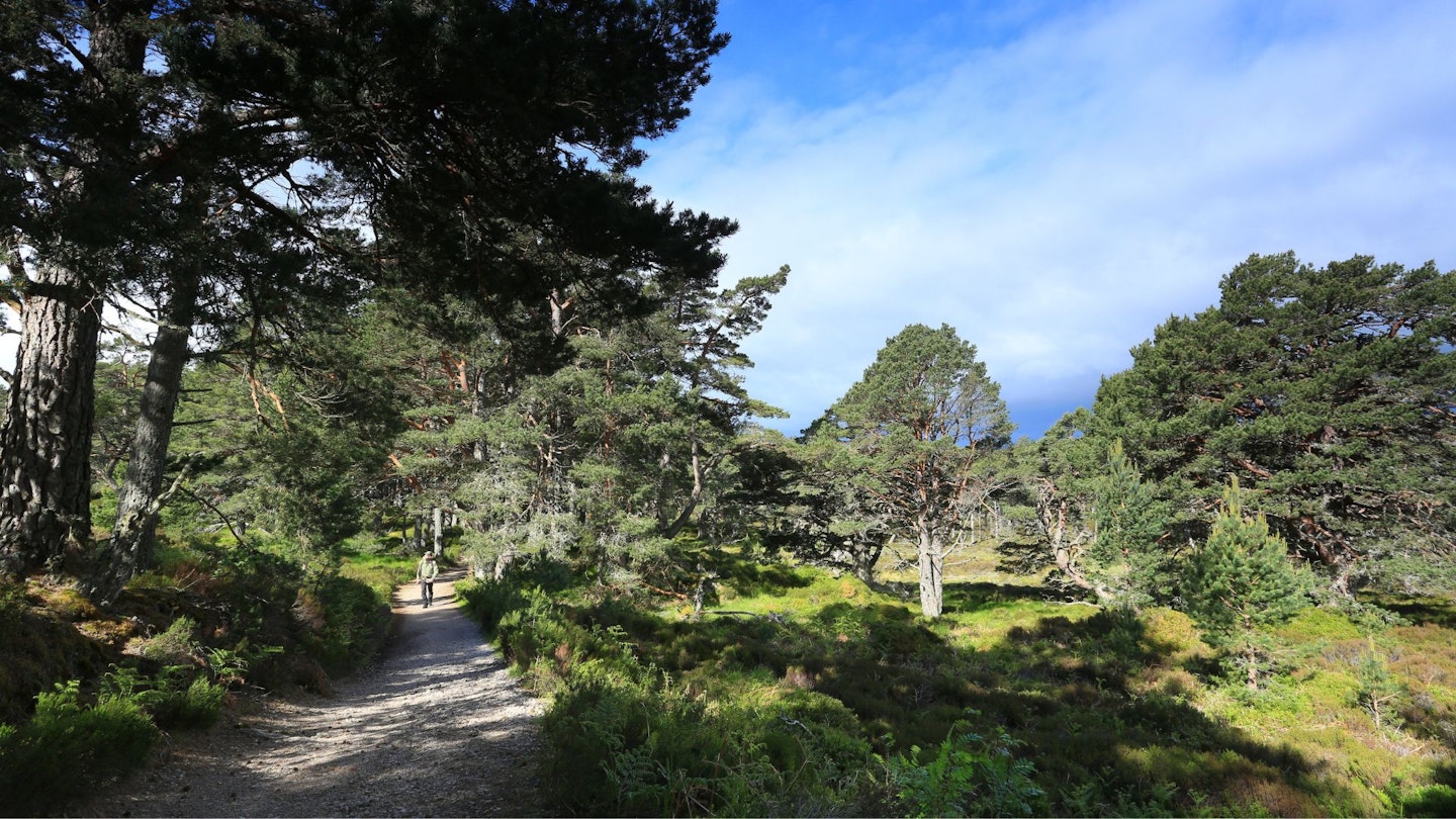 Pines on the Larig Ghru Path Rothiemurchus Forest Cairngorm National Park Caledonian Pine Forest
