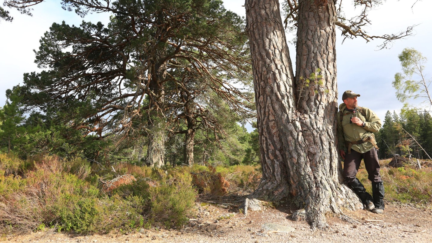 ines on the Larig Ghru Path Rothiemurchus Forest Cairngorm National Park Caledonian Pine Forest
