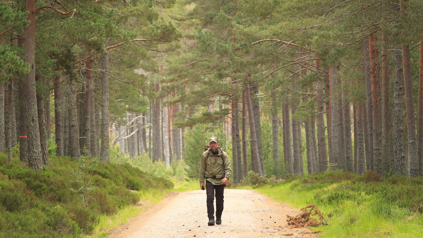 Rothiemurchus Forest