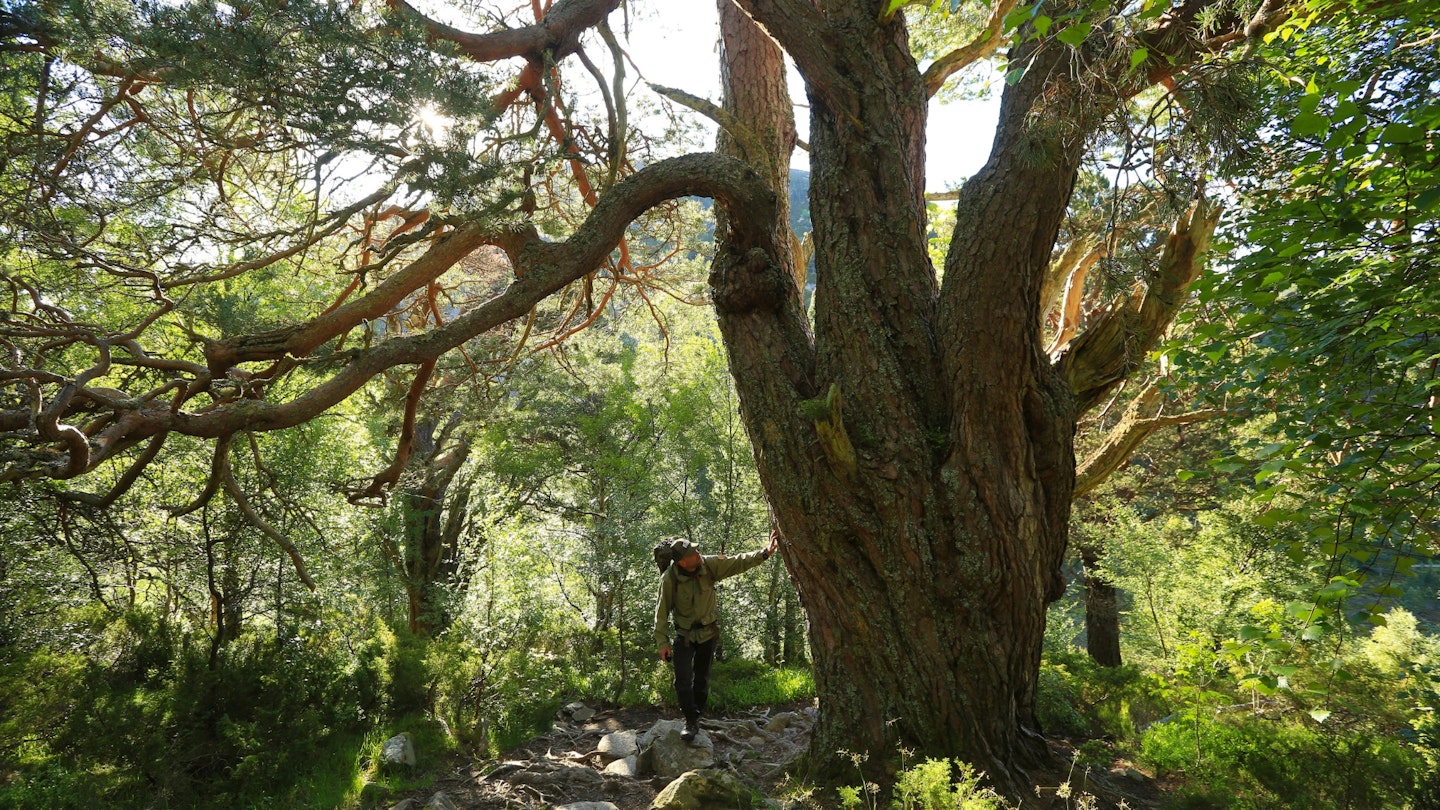 Rothiemurchus Forest