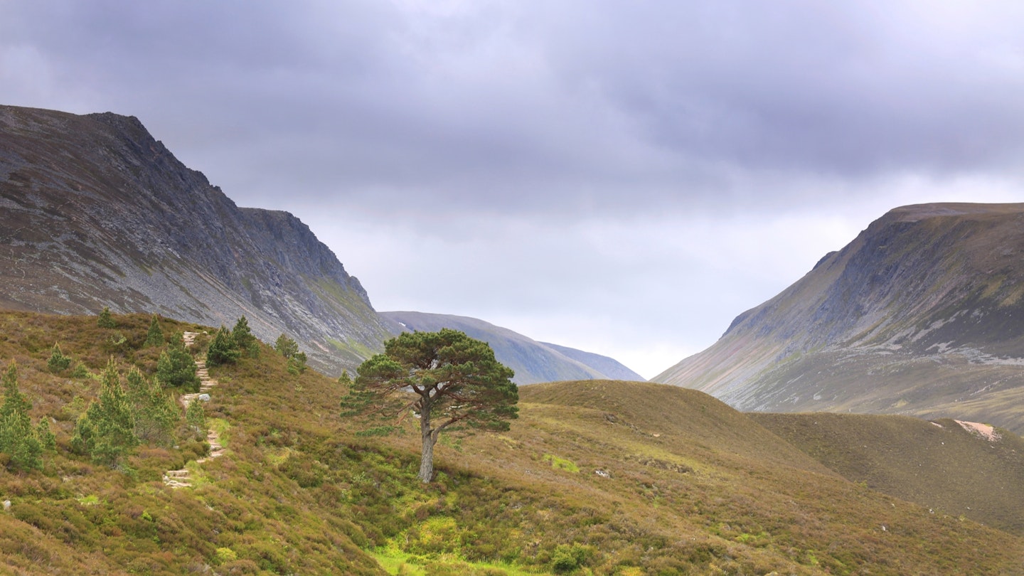 Rothiemurchus Forest