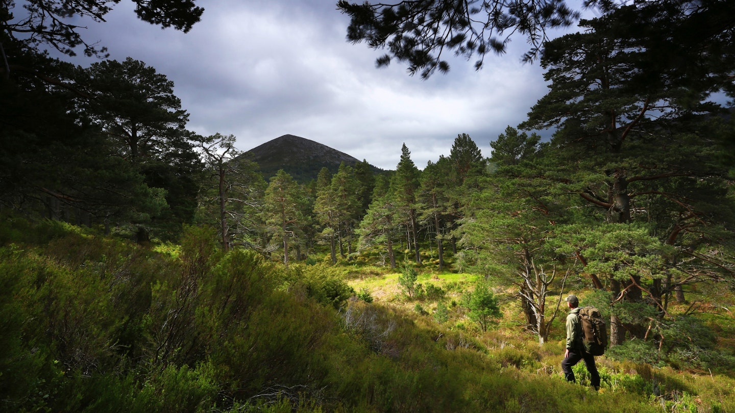 Rothiemurchus Forest