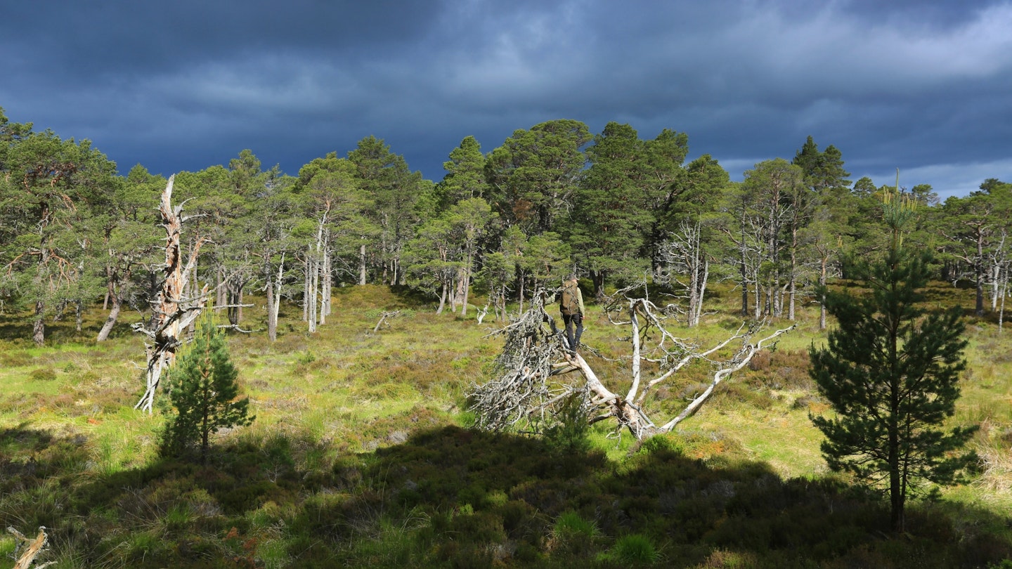 Rothiemurchus Forest