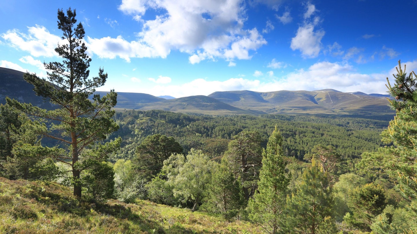 Scots Pines looking over to the northern Cairngorms on Meall a Bhuachaille Cairngorm National Park Caledonian Pine Forest