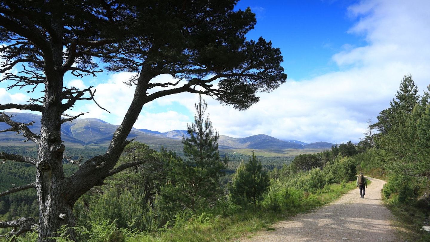 Scot_s Pines looking over to the northern Cairngorms on Meall a Bhuachaille Cairngorm National Park Caledonian Pine Forest