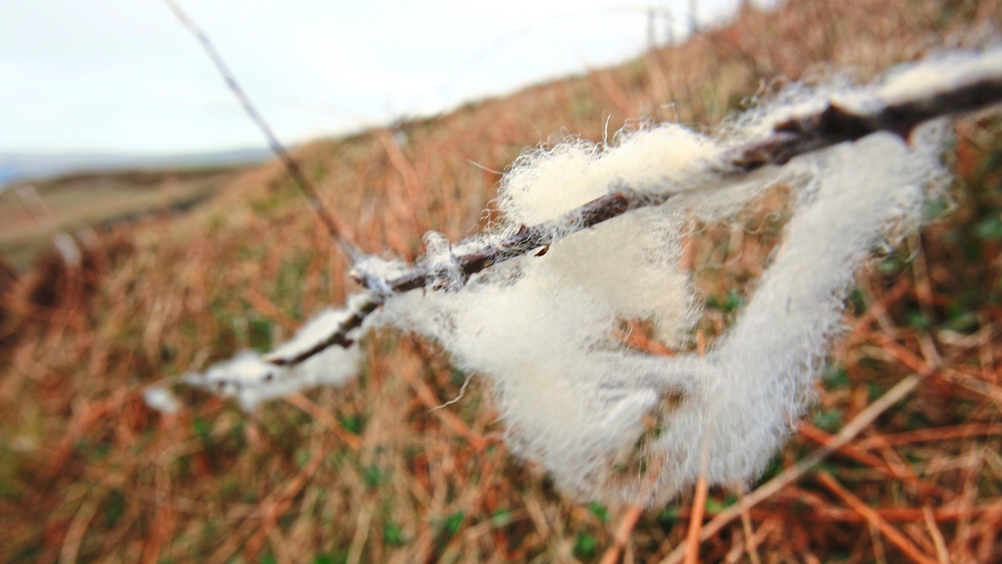 Sheep wool on brambles Pembrokeshire Coast